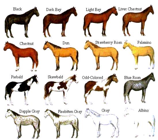 Colors and Markings - Peachtree Farms Quiz Study